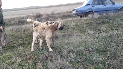 karabaş.....beşer esad