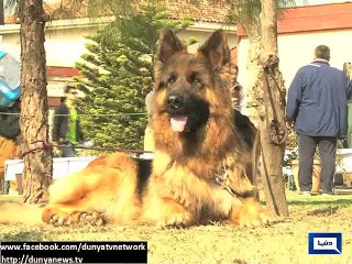 Dunya News - German Shepherd Dog show organised in Islamabad