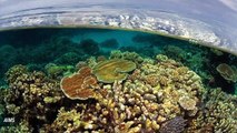 Genetic Alterations May Help Great Barrier Reef Survive Climate Change