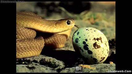 SORPRENDENTE CULEBRA SAPERA SE COME UN HUEVO Y VOMITA LA CASCARA