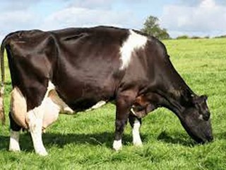 Ultimo lavoro del tastierista Giocol al synth korg m3.