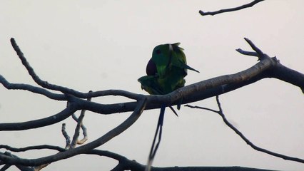 Kuşlar Çiftleşirken