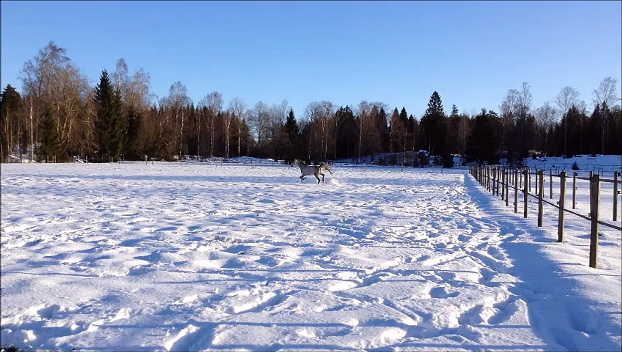 Steve snö