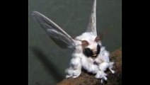 La photo d'un étrange papillon de nuit intrigue les chercheurs