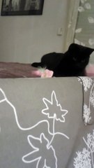 Baghera séquence de jeux 2