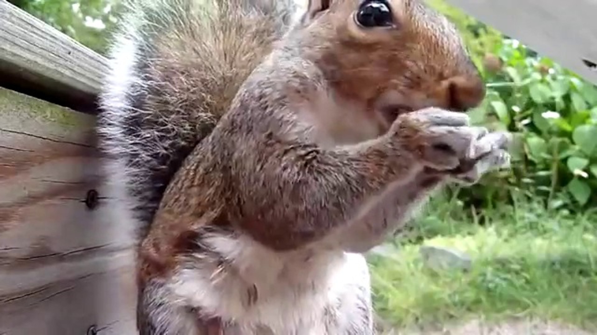⁣Funny Squirrel lunch time - Белка грызет семечки - HD quality