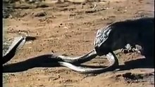 Not funny - Cobra vs Monitor Lizard - Кобра против Варана - жесть !
