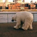 POLAR BEAR SEEN WALKING AROUND LONDON. But there's no cause for alarm...it's ...