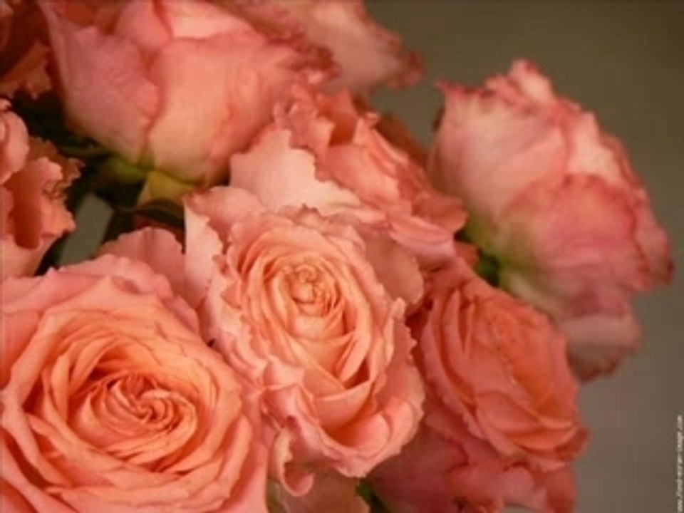les roses