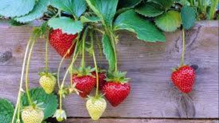 SURAH TUR By ABDUL REHMAN SUDAIS