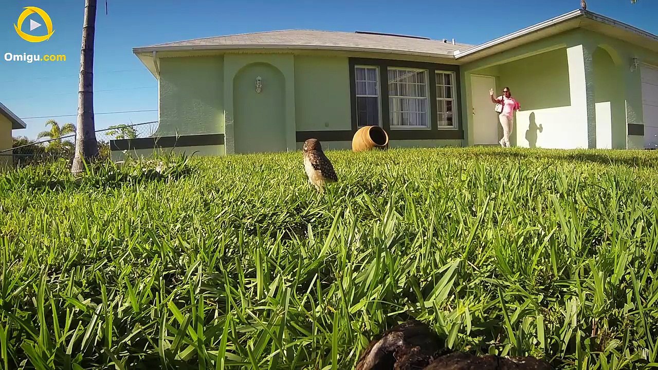 GoPro: Owl Dance-Off