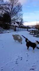 Pet le mouton qui se prenait pour un chien