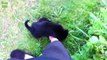 Cats Meeting Puppies for the First Time Compilation 2014 [NEW HD] (Low)