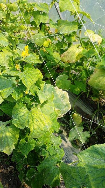 Comparison between Nobel F1 Hybrid Cucumber and other hybrid at Haveli Lakha. Tunnel Farming in Pakistan,  03218669044