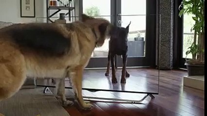 How To Prank Your Pets?