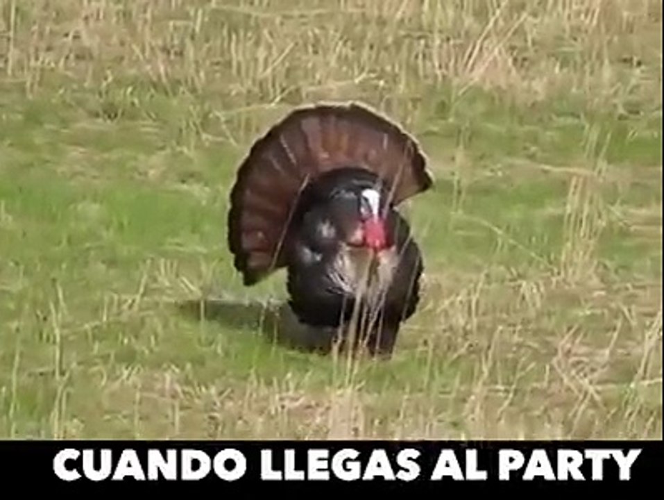 Como você chega e como você sai da festa kkkkkk