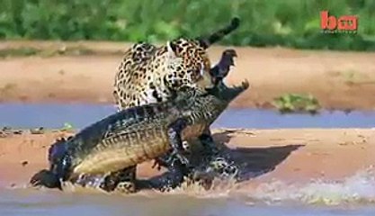 Jaguar Attacks on Crocodile -Amazing Video- Video Dailymotion