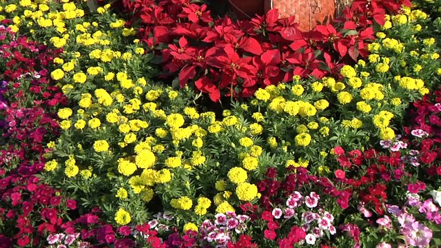 งานสักการะพระแม่ย่าและงานกาชาด จังหวัดสุโขทัย 2558