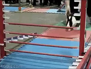 When a rabbit outsmarts you lol