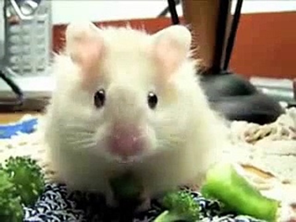 NOM NOM NOM NOM NOM | Funny Videos