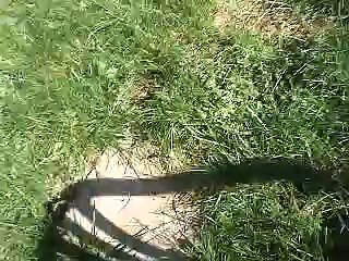 2 English Bulldogs Backyard Trampoline - Funny Cute Video