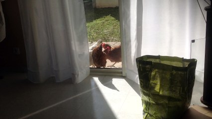 060 mes poupoules a la rochelle 2013