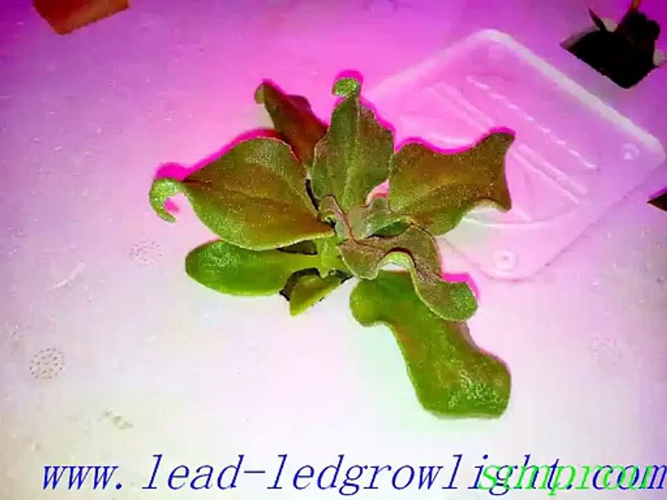 i love grow light for indoor plant lighting