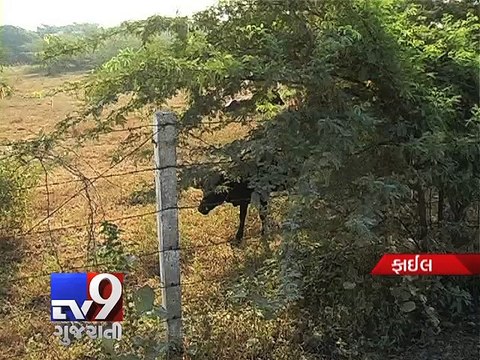 Surat: Airport authorities invite airline companies to start operations after buffalo hit - Tv9 Gujarati