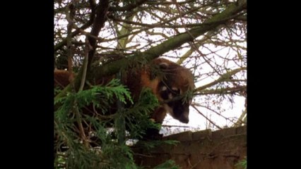 'South American coati' spotted in UK back garden