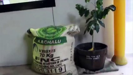 Coffee Brew Bar, Caffe Migliore