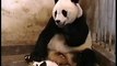Baby Panda Sneezing .....p LOL