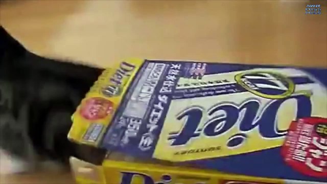 Compilation de chats dans des boîtes