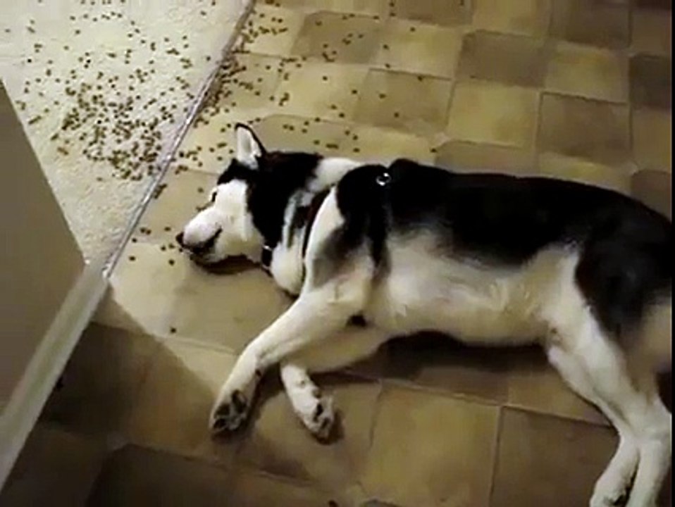 The world's laziest dog.