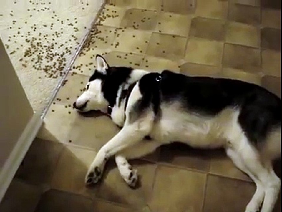 barking during sleeping