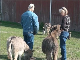 Miniature Donkey Farm (By Don Williams)