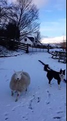 Quand un mouton se prend pour un chien