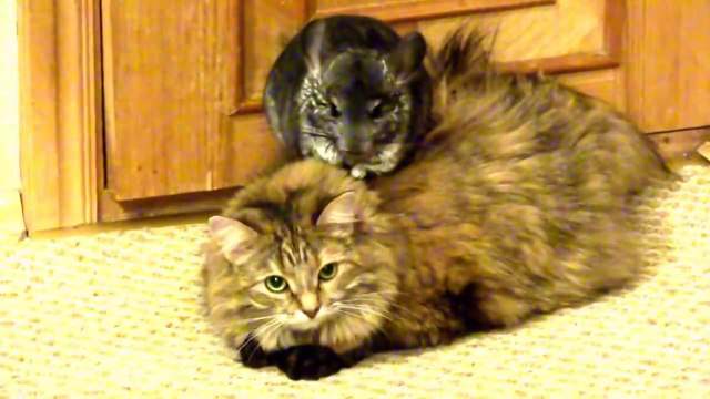 Chinchilla bothers cute cat (so so) - Шиншилла достает кота.
