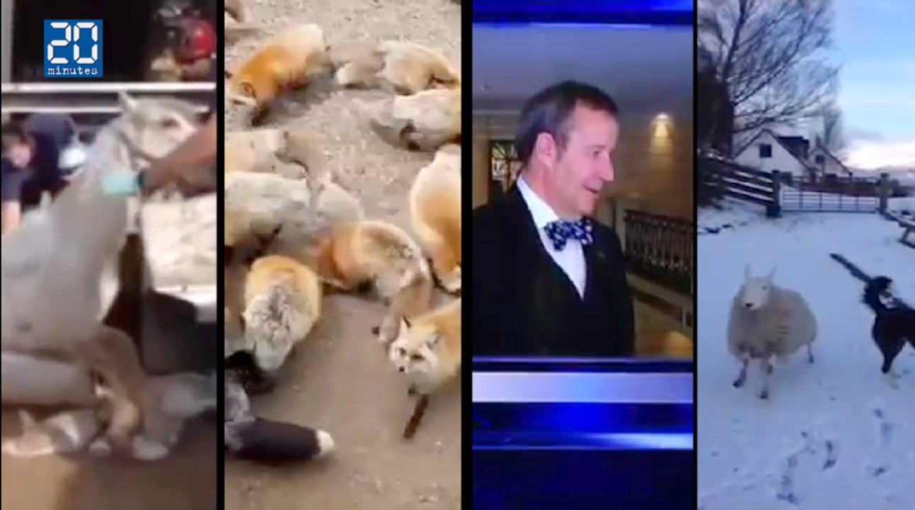 Best-of: Un cheval dans une baignoire, Sky News ridicule, plein de renards, un mouton chien de berger