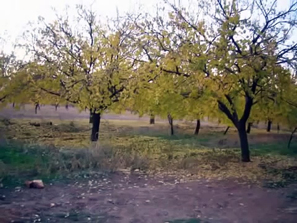 Mustafa Özarslan-Armut Ağacına Yaslanmayasın -     GÖNÜL TÜRKÜLERİ--SEVDALI TÜRKÜLERİN  GÖNÜL SAYFASI.M.M.