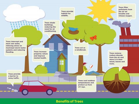 Benefits of Trees: Social, Communal, Environmental, Economic