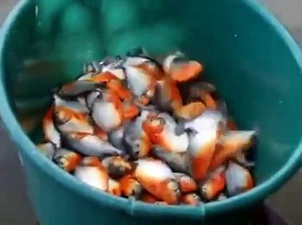 Awsome Way to Caught Fishes LOL