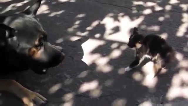 Size doesn't matter - Kitten vs Dog - Котенок против Собаки - супер прикол !