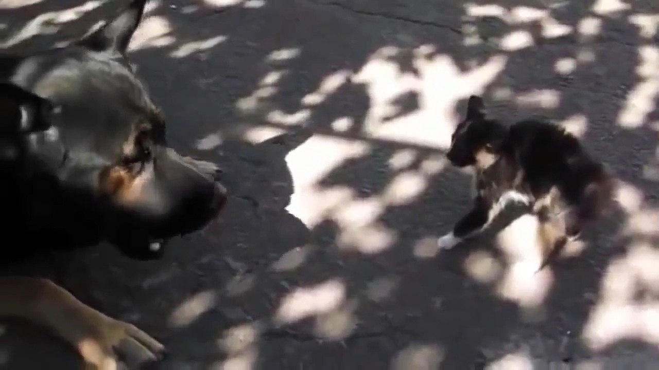 Size doesn't matter - Kitten vs Dog - Котенок против Собаки - супер прикол !