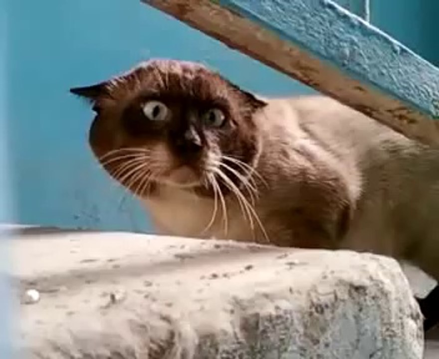 Most Paranoid Cat  - Самый чудный кот в мире !!! Жесть ! Прикол !