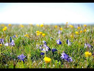 Шумел камыш - Поёт Юлия Боголепова