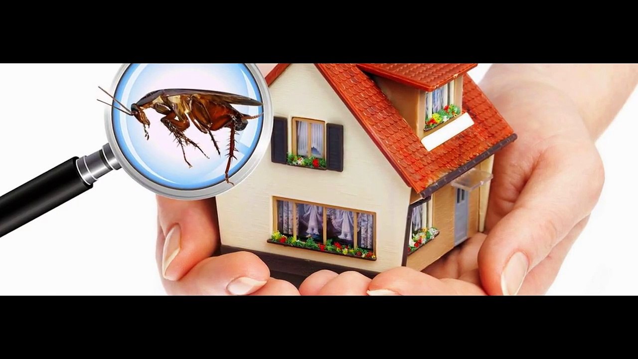 Choosing Straightforward Products In rodent control Sydney