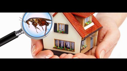 Choosing Straightforward Products In rodent control Sydney