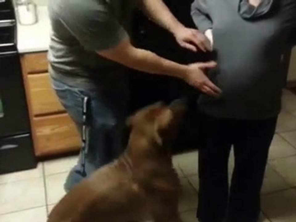 Un chien protège la mère enceinte de la famille