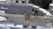 Epic Cat vs Dog battle - Храбрый кот против бульдога - прикол !