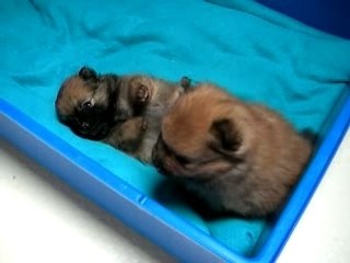 Rapsodie - portée du 06.02.2007